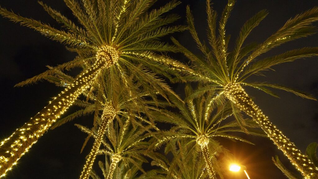 Wrap your palm trees with lights
