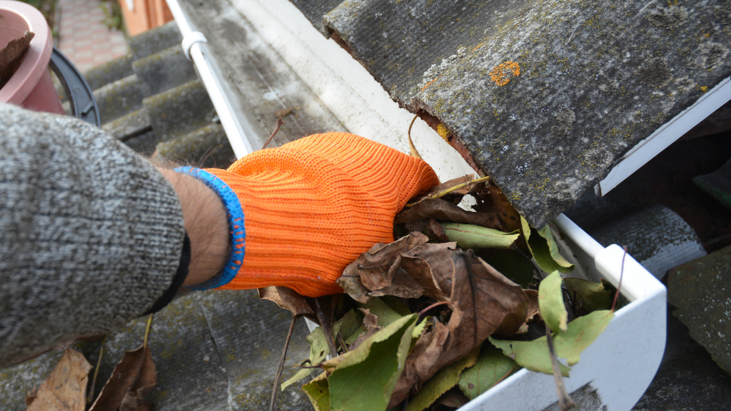 <strong>Top five pests living in gutters in Florida</strong>